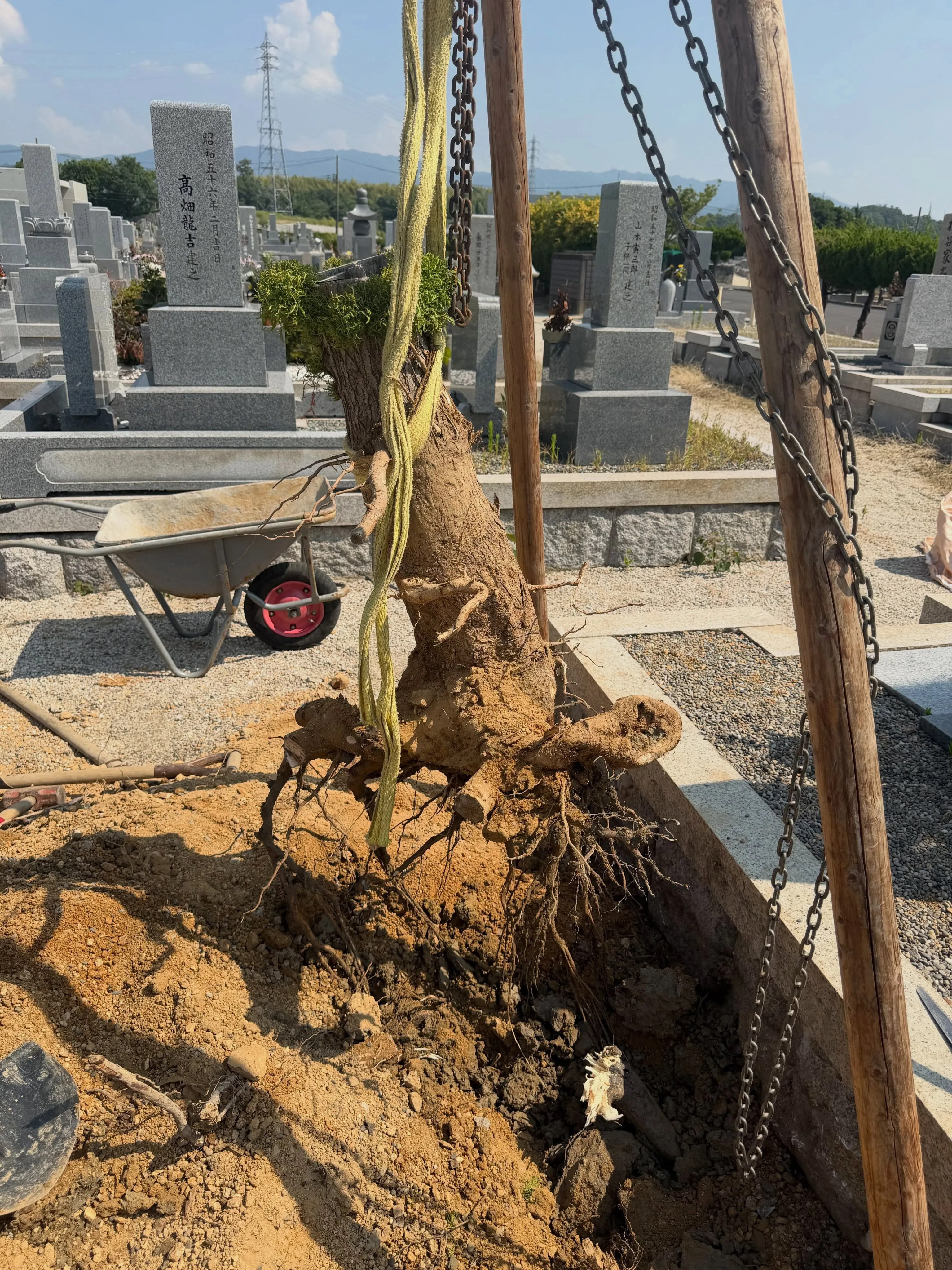 お墓の撤去(お墓じまい)のご依頼を賜り、植木の処分も‥とお受...